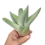 Gasteria Ice Green, Large