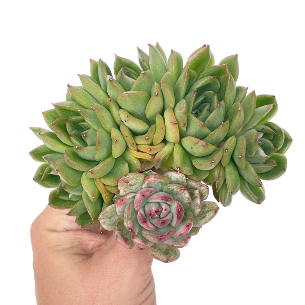 Echeveria Chris Boney, Cluster with Variegated Head, (Please Read Description)