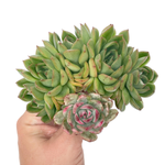 Echeveria Chris Boney, Cluster with Variegated Head, (Please Read Description)