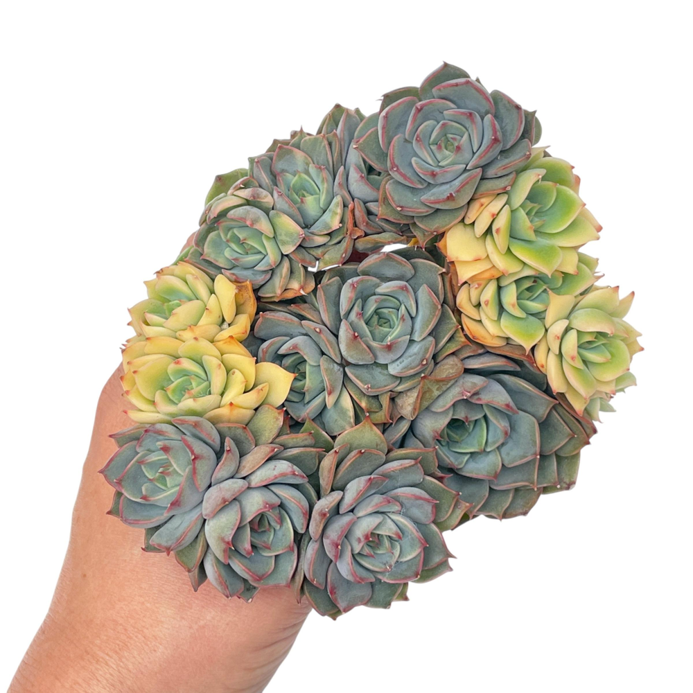 Echeveria Geumgunsaeng, Variegated Cluster