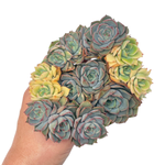 Echeveria Geumgunsaeng, Variegated Cluster