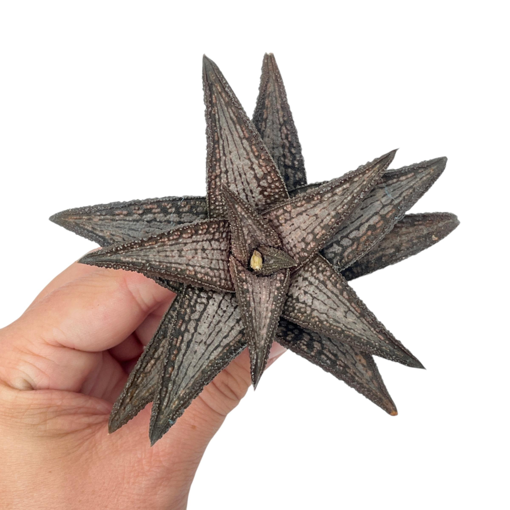 Haworthia cv Kintaikyo (Renny Wong Hybrid)