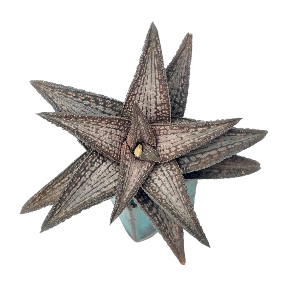 Haworthia cv Kintaikyo (Renny Wong Hybrid)