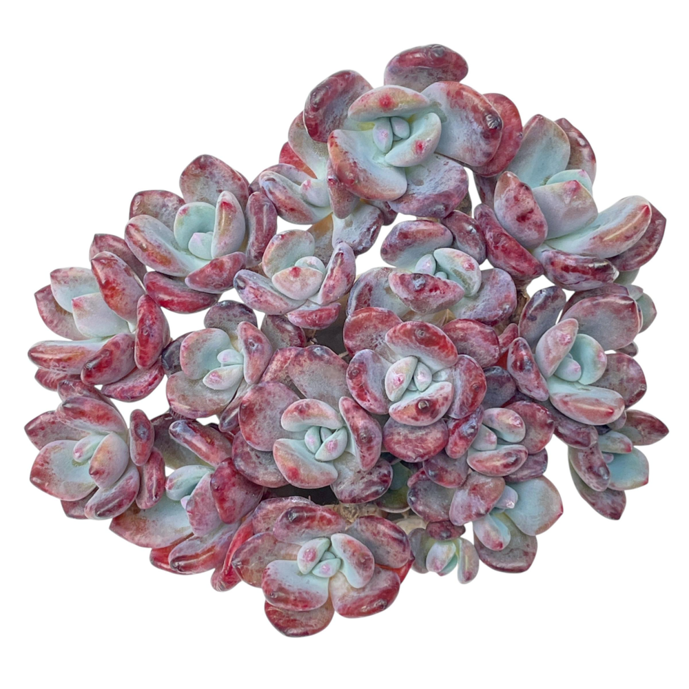 Echeveria Aekut Pink Mukgunsaeng, Old Cluster