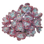 Echeveria Aekut Pink Mukgunsaeng, Old Cluster