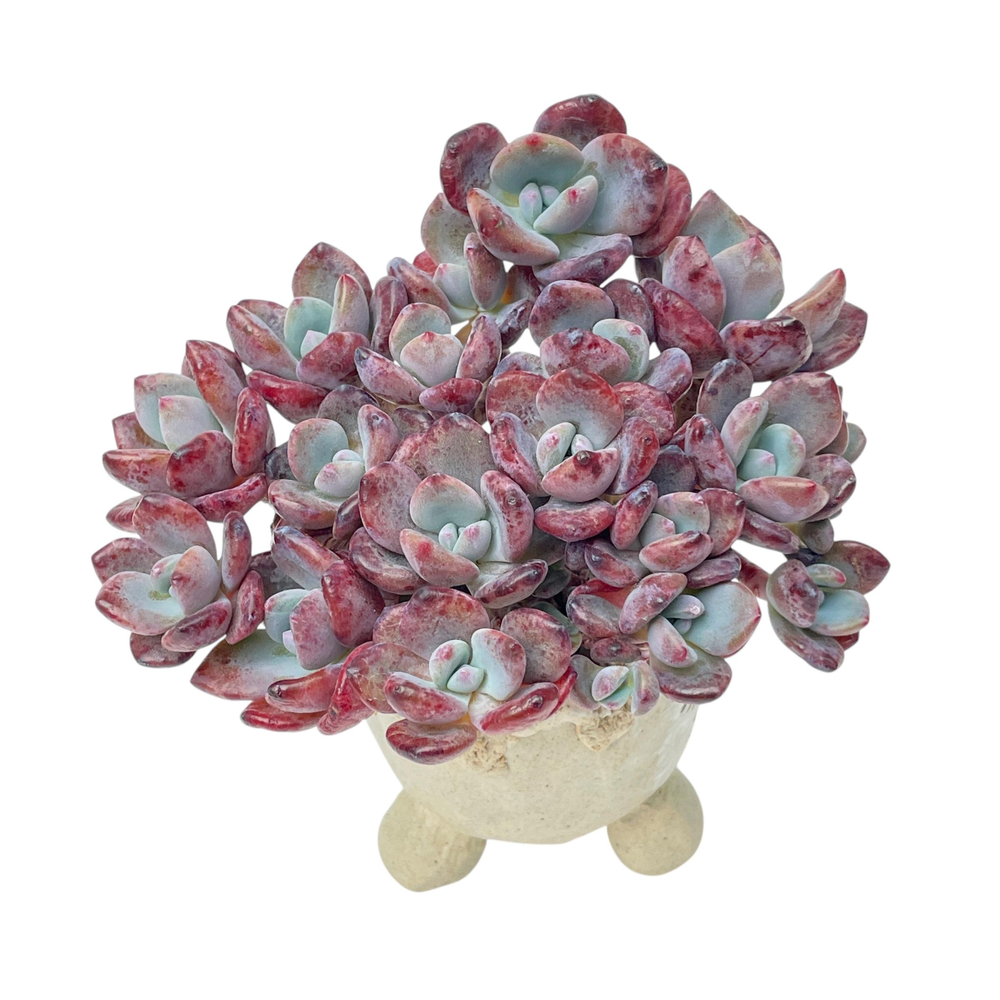 Echeveria Aekut Pink Mukgunsaeng, Old Cluster