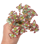 Crassula Sunstar (Please Read Description)