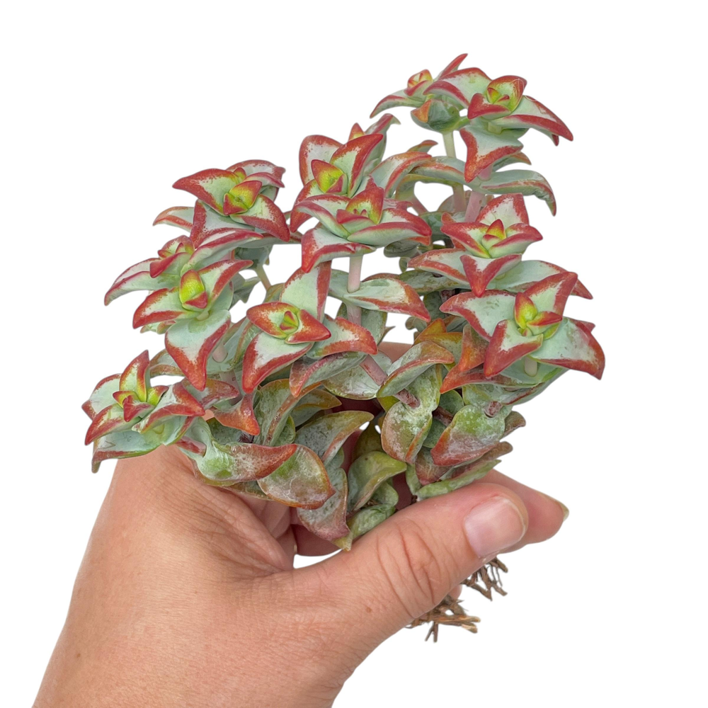Crassula Sunstar (Please Read Description)