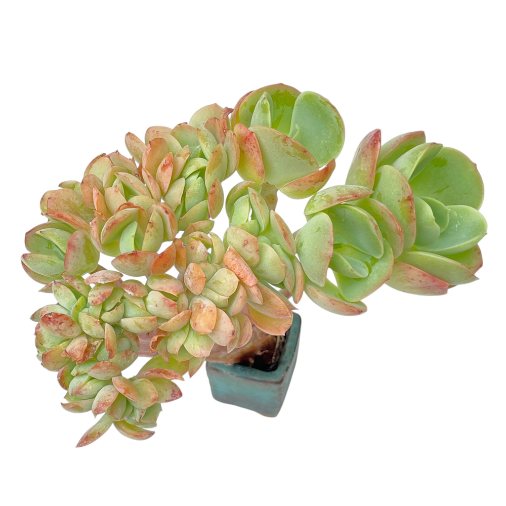 Echeveria Peach Pride, Cristata