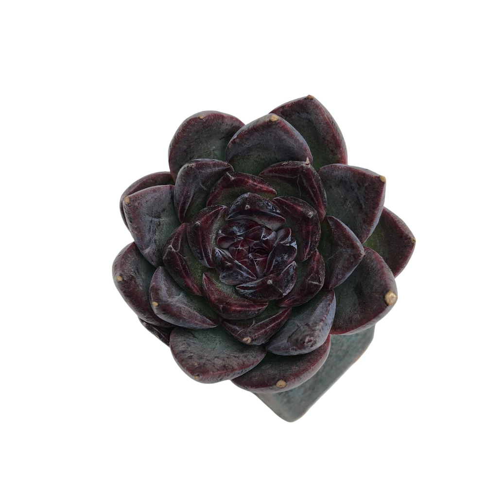 Echeveria Black Bear