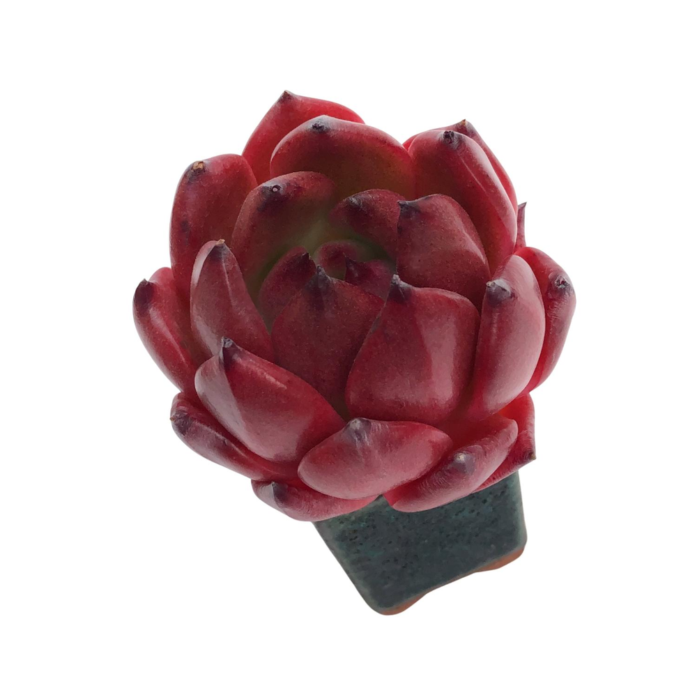 Echeveria Amestro