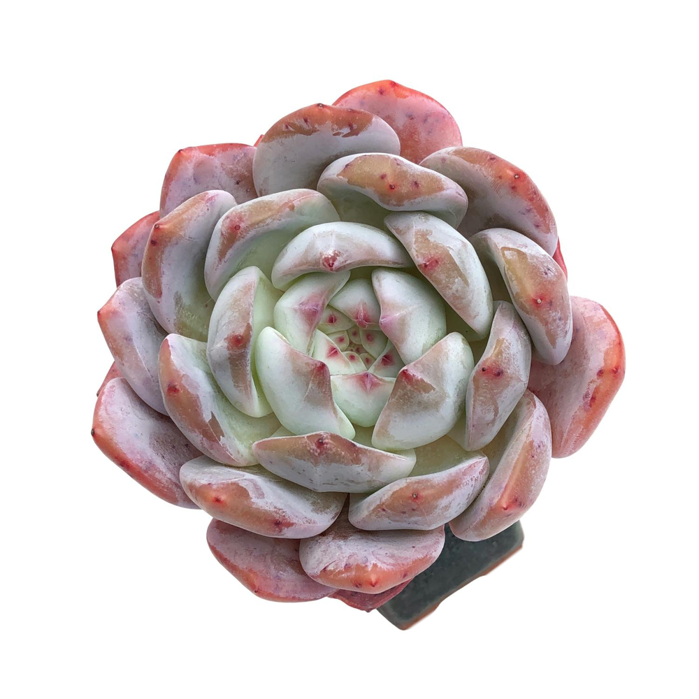 Echeveria Orange Monroe