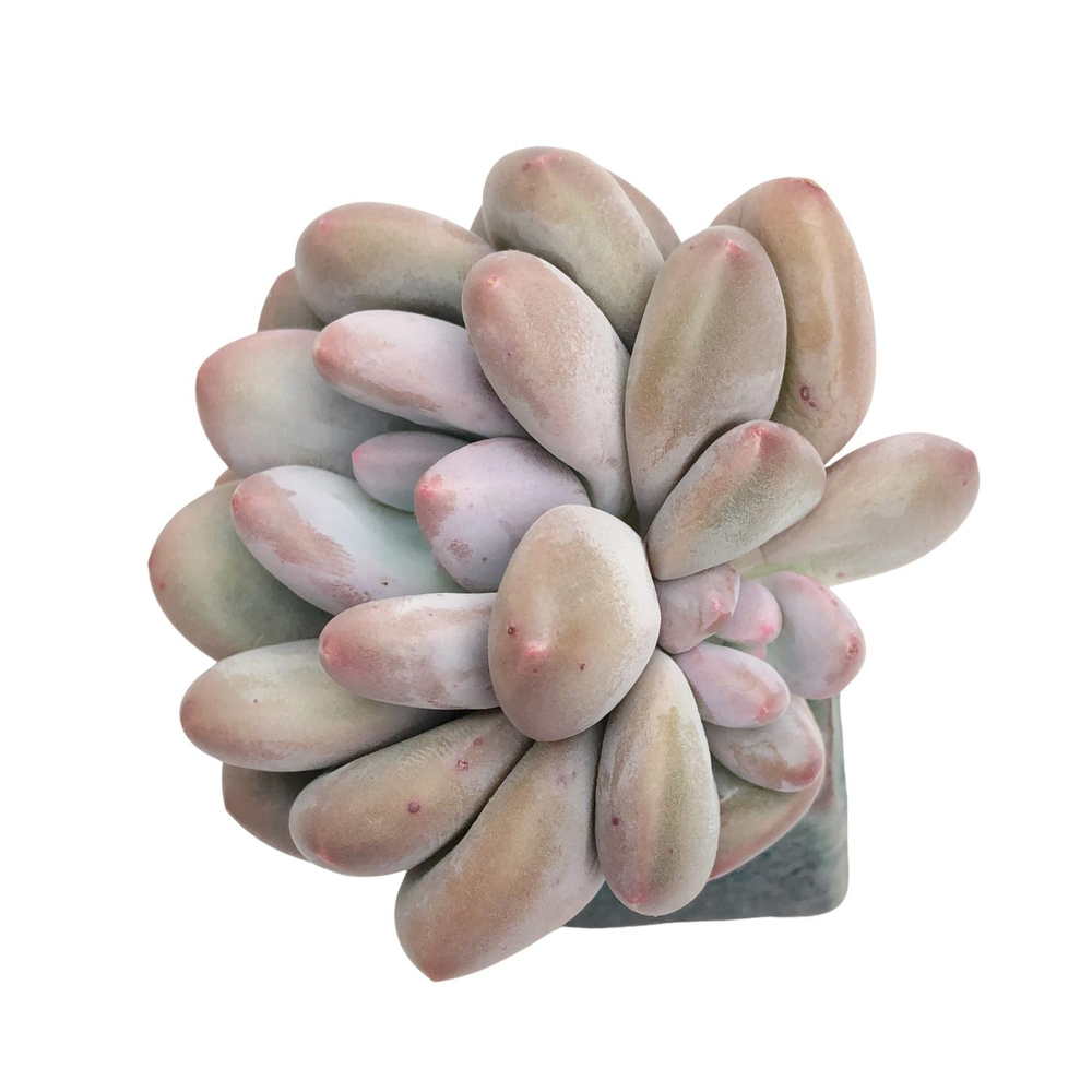 Pachyphytum Sp.