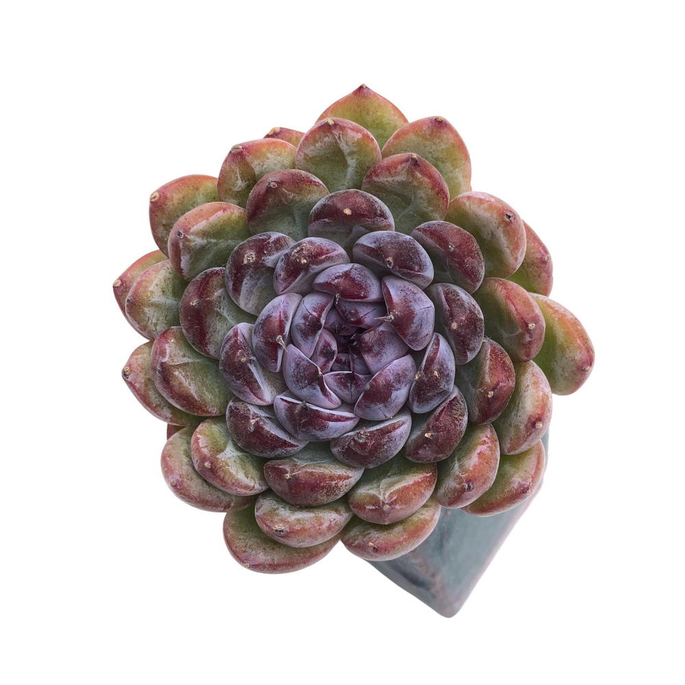 Echeveria Gemstone