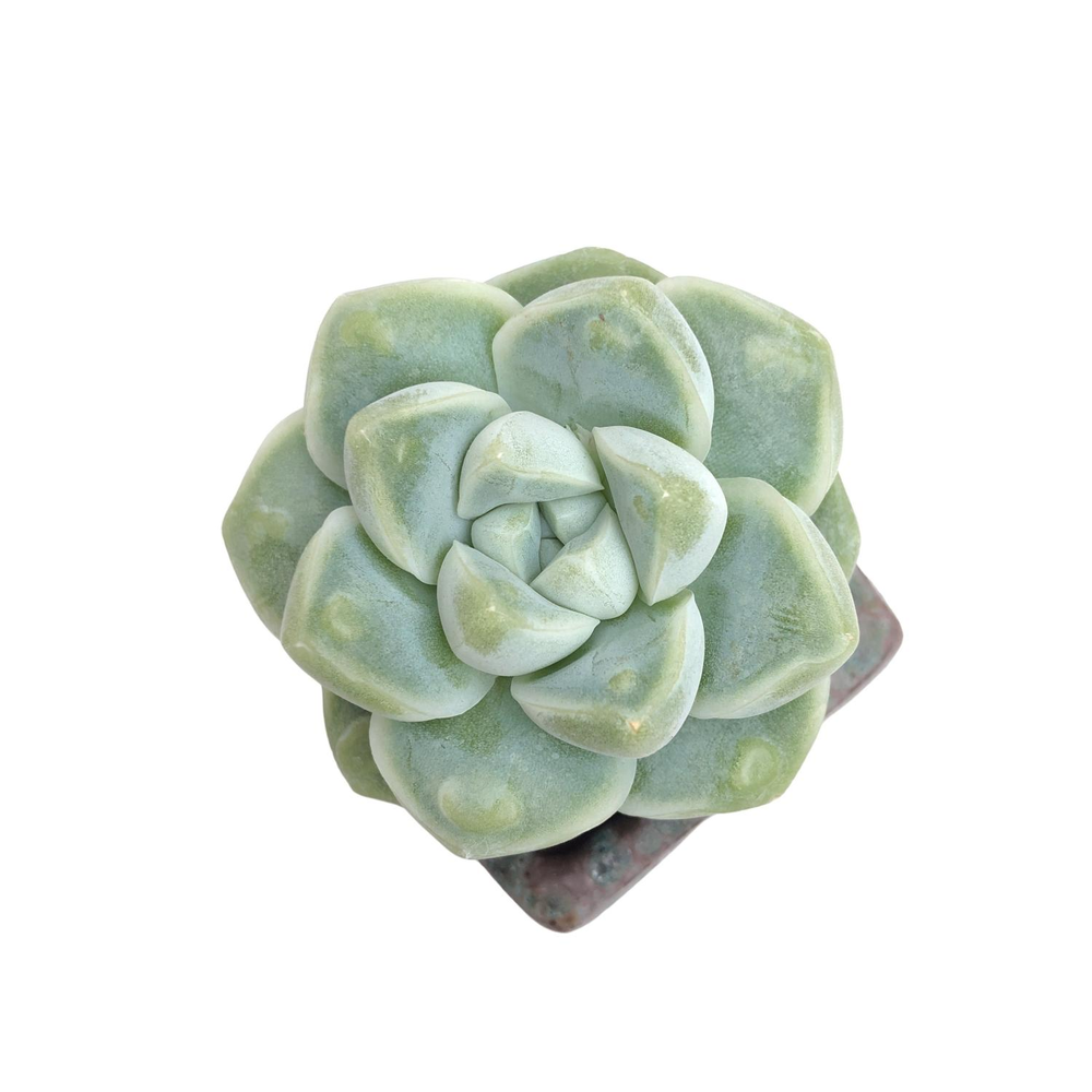 Echeveria Dodori