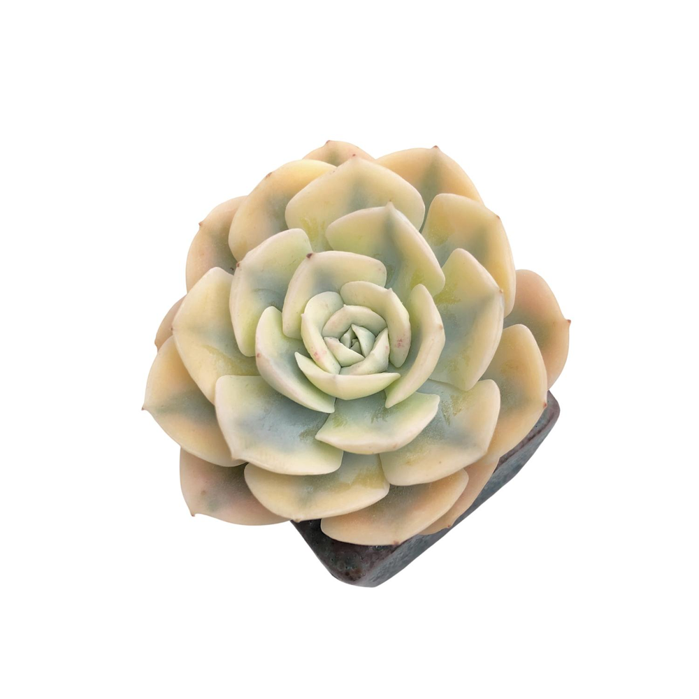 Echeveria Akaihosi, Variegata