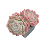 Echeveria Pink Shadow, Double