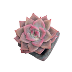 Echeveria Maestro, (Small)