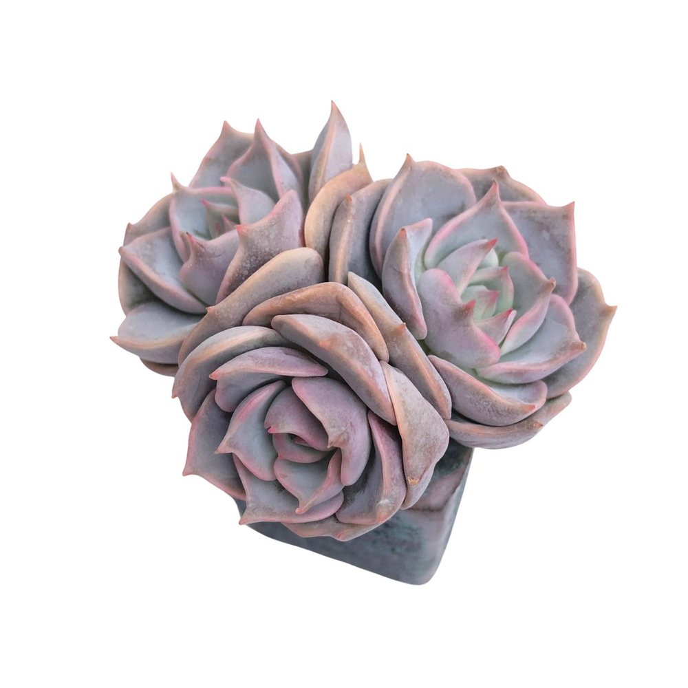 Echeveria Top Pink, Triple