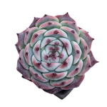 Echeveria Pavli