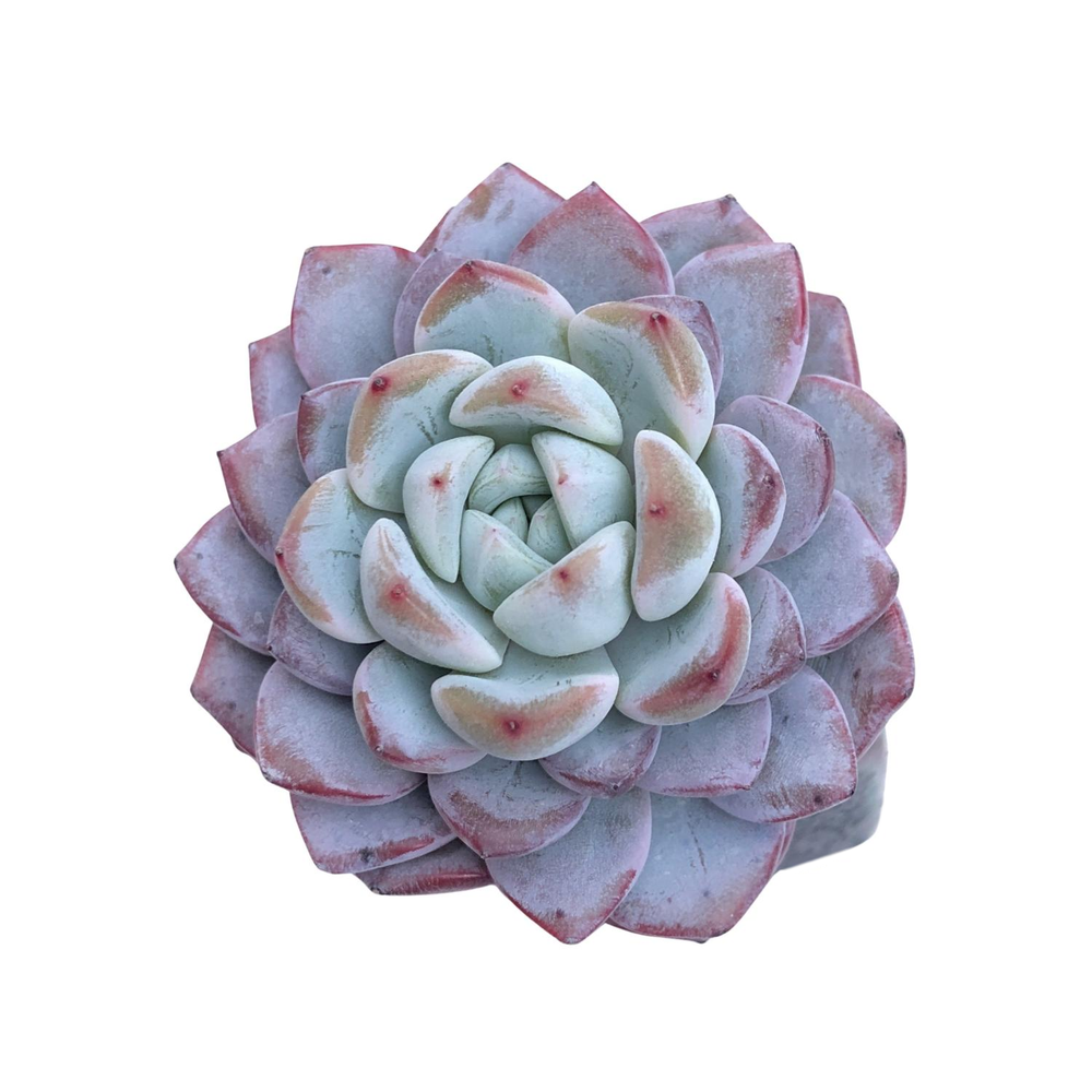 Echeveria Werther