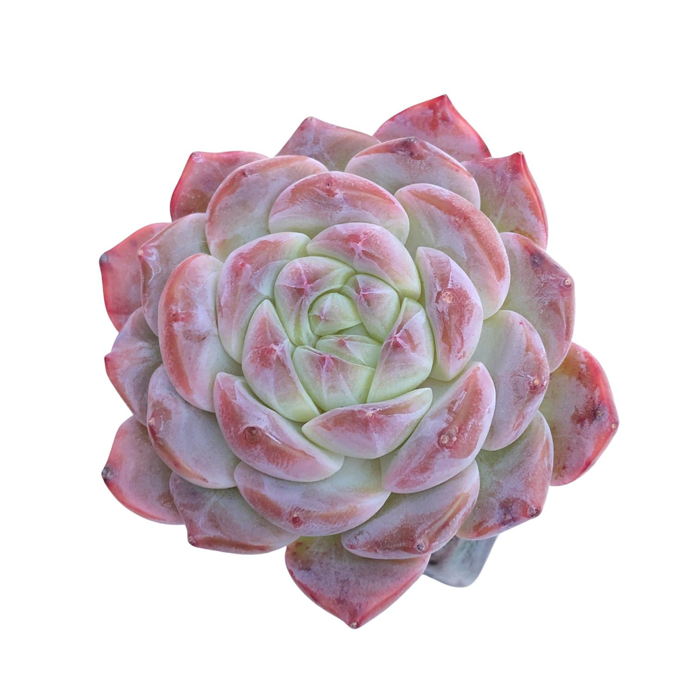 Echeveria Sp.