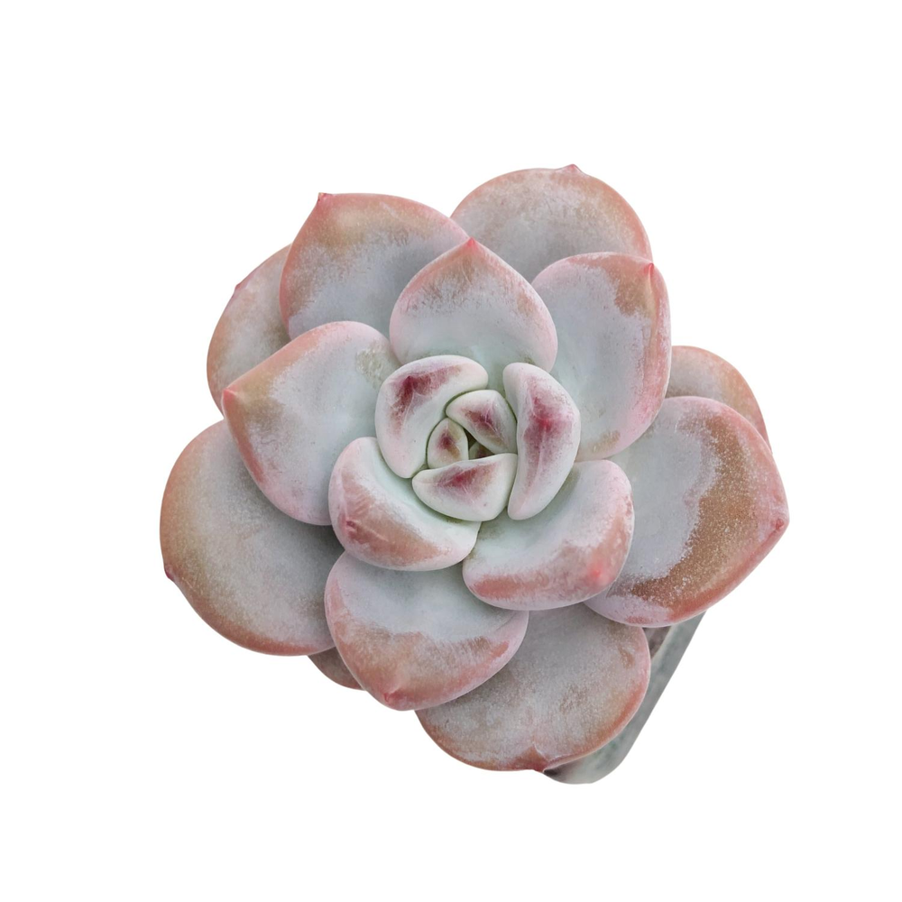 Echeveria Coco Cookie