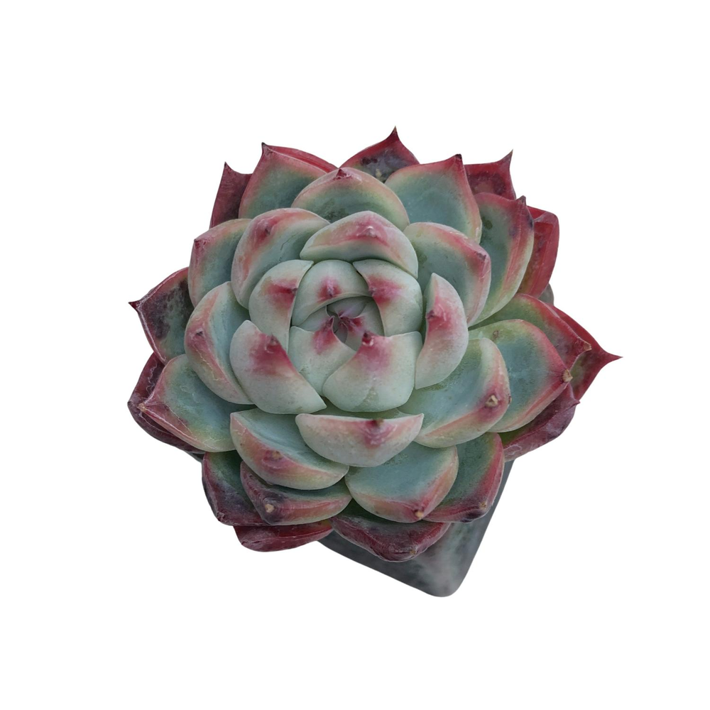 Echeveria Sarahime Hybrid