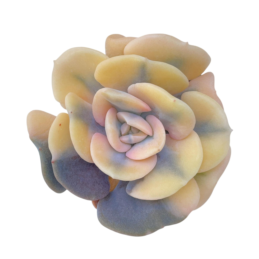 Echeveria Cubic Frost, Variegata