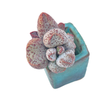 Adromischus Coffee Beans
