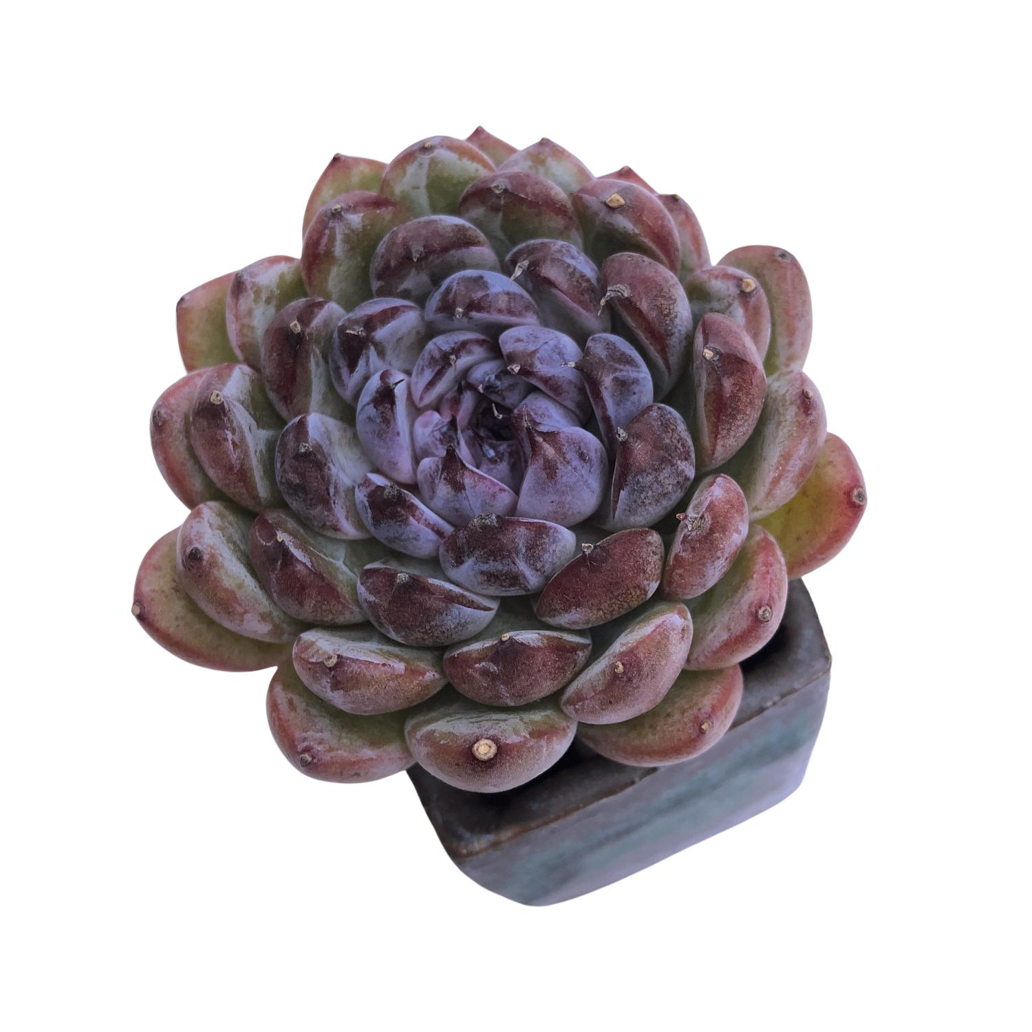 gemstone succulent Echeveria Gemstone – Cedar Creek Farmhouse