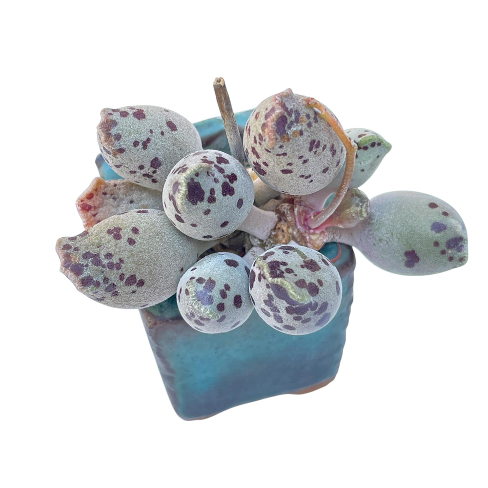 Adromischus Cooperi