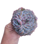 Echeveria Ultra Violet, Large Double