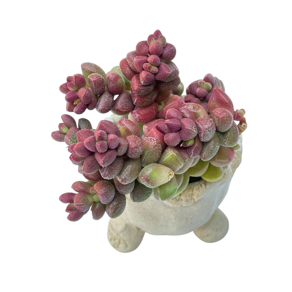Crassula Elegans Cluster