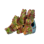 Crassula Mermaid Cluster