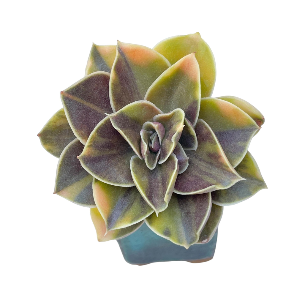 Echeveria Black Rose, Variegata