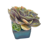 Echeveria Black Rose, Variegata