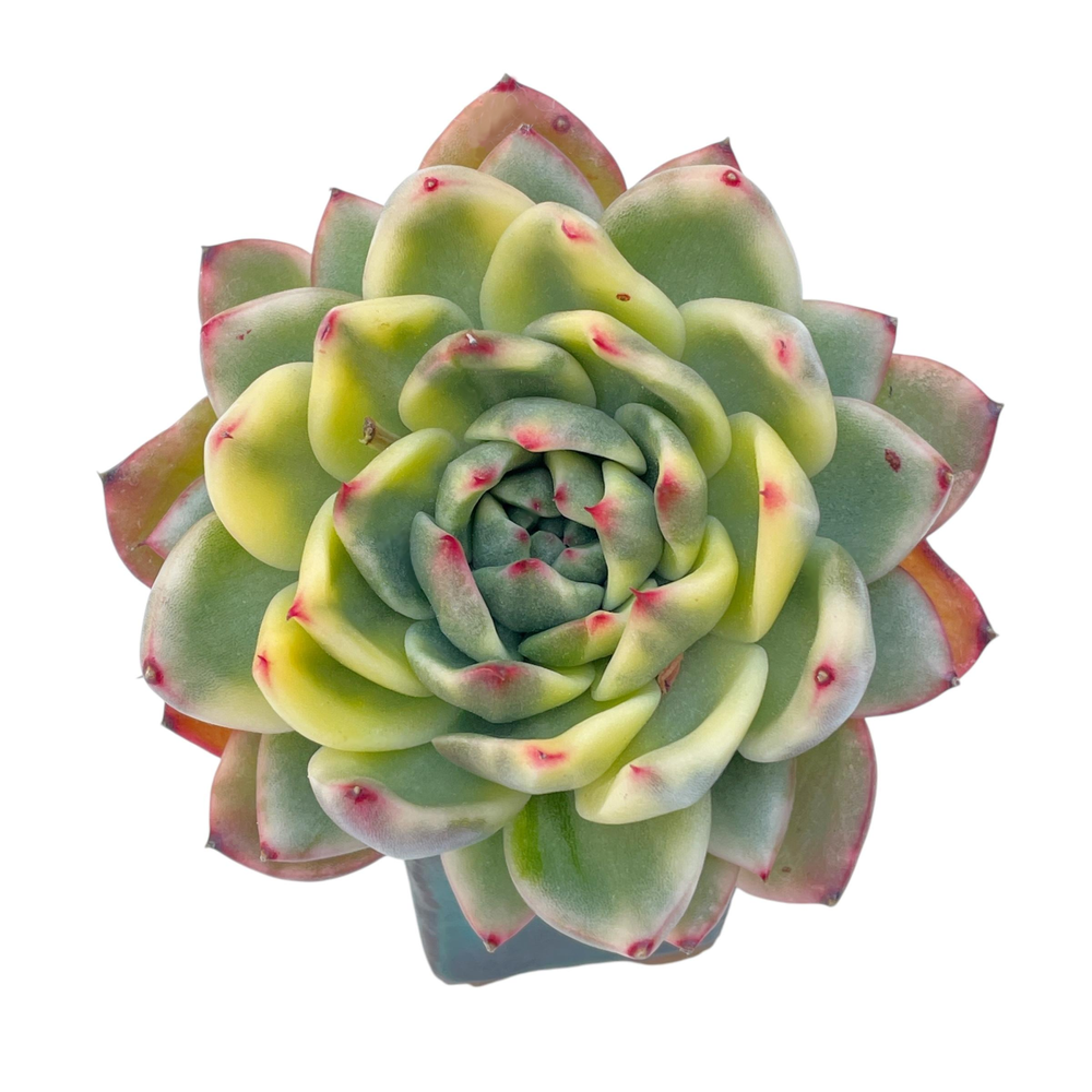Echeveria Agavoides Ebony, Variegata