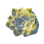 Echeveria Orion, Variegata