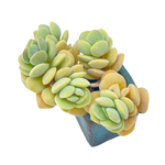 Crassula Sericea var. Velutina Cluster