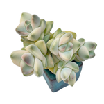 Crassula Moonglow, Variegated Cluster