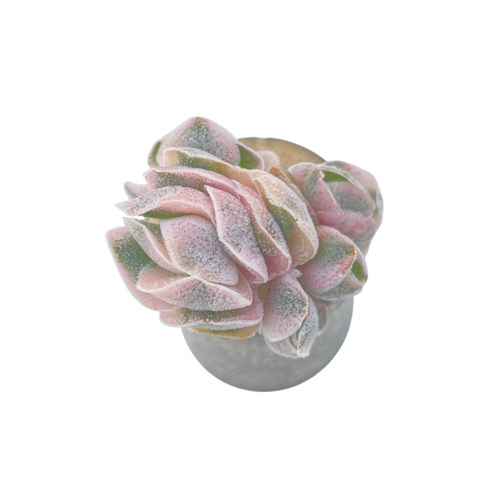 Unicorn! Crassula Pagoda Hybrid, Variegated (Small, but Perfect)