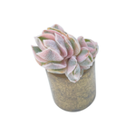 Unicorn! Crassula Pagoda Hybrid, Variegated (Small, but Perfect)