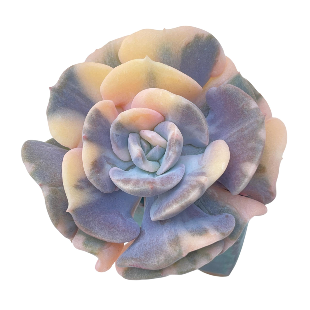 Echeveria Cubic Frost, Variegata