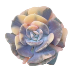 Echeveria Cubic Frost, Variegata