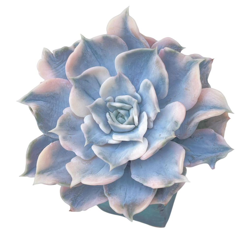 Echeveria Lilacina, Variegata