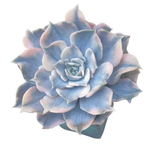 Echeveria Lilacina, Variegata