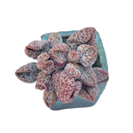 Adromischus Coffee Beans
