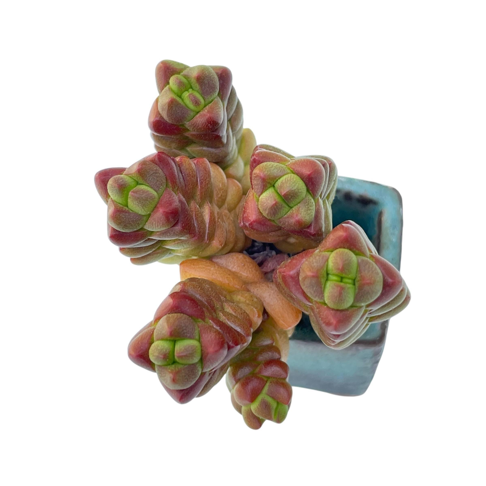 Crassula Mermaid Cluster