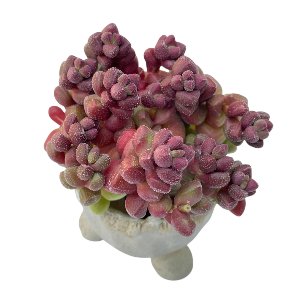 Crassula Elegans Cluster